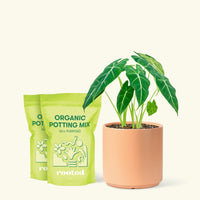 Medium Alocasia Frydek (Alocasia micholitziana) in a peach cylinder pot and 2 bags of soil.