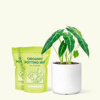 Medium Alocasia Frydek (Alocasia micholitziana) in a white cylinder pot and 2 bags of soil.