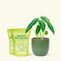 Medium Alocasia Frydek (Alocasia micholitziana) in a pink rounded pot and 2 bags of soil. Medium Alocasia Frydek (Alocasia micholitziana) in a green rounded pot and 2 bags of soil.