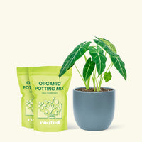 Medium Alocasia Frydek (Alocasia micholitziana) in a indigo rounded pot and 2 bags of soil.