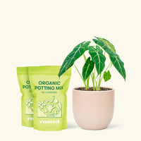 Medium Alocasia Frydek (Alocasia micholitziana) in a pink rounded pot and 2 bags of soil.