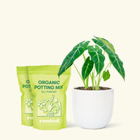 Medium Alocasia Frydek (Alocasia micholitziana) in a white rounded pot and 2 bags of soil.