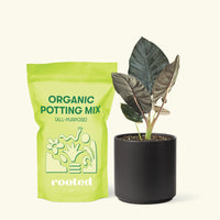 Alocasia 'Black Panther', Small