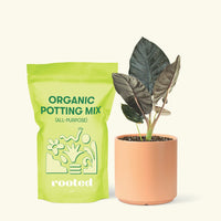 Alocasia 'Black Panther', Small