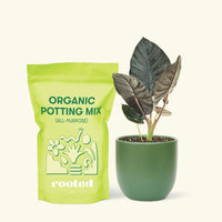 Alocasia 'Black Panther', Small