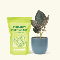 Alocasia 'Black Panther', Small