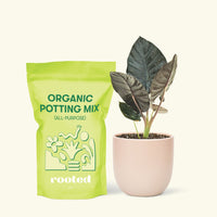 Alocasia 'Black Panther', Small