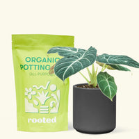 Small alocasia blackvelvet in a black cylinder pot and a bag of soil.