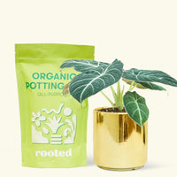 Small alocasia blackvelvet in a gold cylinder pot and a bag of soil.