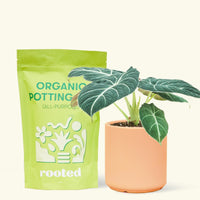 Small alocasia blackvelvet in a peach cylinder pot and a bag of soil.
