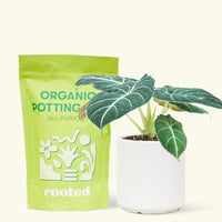 Small alocasia blackvelvet in a white cylinder pot and a bag of soil.