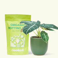 Small alocasia blackvelvet in a green rounded pot and a bag of soil.