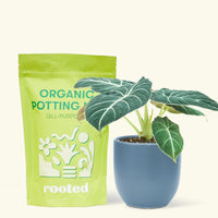 Small alocasia blackvelvet in a indigo rounded pot and a bag of soil.