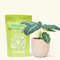 Small alocasia blackvelvet in a pink rounded pot and a bag of soil.