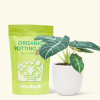 Small alocasia blackvelvet in a white rounded pot and a bag of soil.