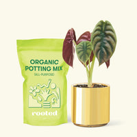 Small Alocasia Cuprea in a gold cylinder pot and a bag of soil.