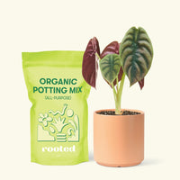 Small Alocasia Cuprea in a peach cylinder pot and a bag of soil.