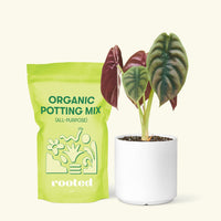 Small Alocasia Cuprea in a white cylinder pot and a bag of soil.