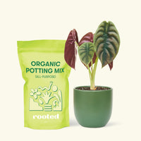 Small Alocasia Cuprea in a green round pot and a bag of soil.