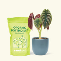 Small Alocasia Cuprea in a indigo round pot and a bag of soil.