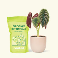 Small Alocasia Cuprea in a pink round pot and a bag of soil.