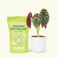 Small Alocasia Cuprea in a white round pot and a bag of soil.