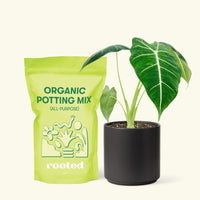 Small Alocasia Frydek in a black cylinder pot and a bag of soil.