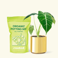 Small Alocasia Frydek in a gold cylinder pot and a bag of soil.