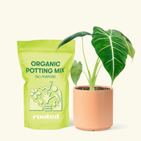 Small Alocasia Frydek in a peach cylinder pot and a bag of soil.