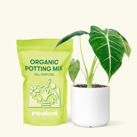 Alocasia 'Frydek', Small