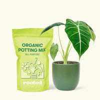 Small Alocasia Frydek in a green round pot and a bag of soil.