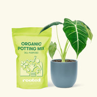 Alocasia 'Frydek', Small
