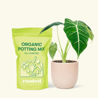 Alocasia 'Frydek', Small