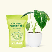 Small Alocasia Frydekd in a white round pot and a bag of soil.
