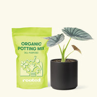 Small Alocasia Imperialis in a black cylinder pot and a bag of soil.