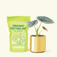 Small Alocasia Imperialis in a gold cylinder pot and a bag of soil.