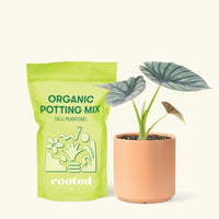 Small Alocasia Imperialis in a peach cylinder pot and a bag of soil.