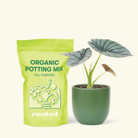 Small Alocasia Imperialis in a green round pot and a bag of soil.