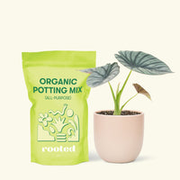 Small Alocasia Imperialis in a pink round pot and a bag of soil.