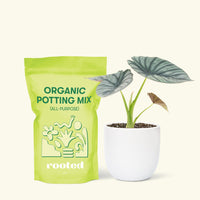 Small Alocasia Imperialis in a white round pot and a bag of soil.