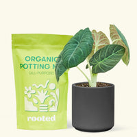 A bag of Organic Potting Mix to the left of a Alocasia maharani in a black cylinder ceramic pot.