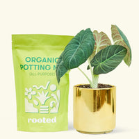 A bag of Organic Potting Mix to the left of a Alocasia maharani in a gold cylinder ceramic pot.