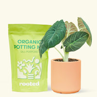 A bag of Organic Potting Mix to the left of a Alocasia maharani in a peach cylinder ceramic pot.