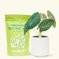 A bag of Organic Potting Mix to the left of a Alocasia maharani in a white cylinder ceramic pot.