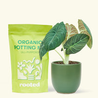 A bag of Organic Potting Mix to the left of a Alocasia maharani in a forest rounded ceramic pot.