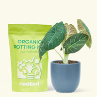 A bag of Organic Potting Mix to the left of a Alocasia maharani in a indigo rounded ceramic pot.