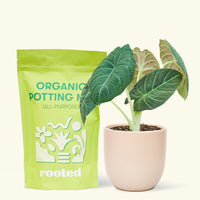 A bag of Organic Potting Mix to the left of a Alocasia maharani in a pink rounded ceramic pot.