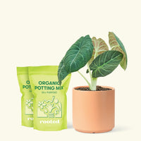 Alocasia 'Grey Dragon', Medium