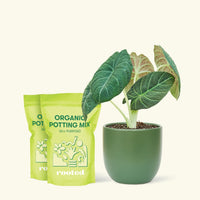 Alocasia 'Grey Dragon', Medium
