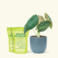 Alocasia 'Grey Dragon', Medium